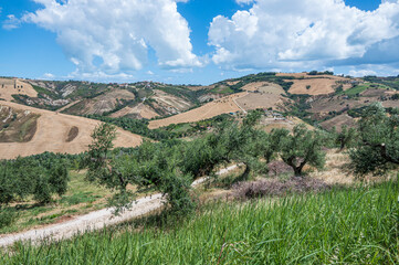 Wall Mural - The Abruzzo hills with olive trees and cultivated fields and a blue sky