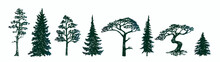 Pine Tree Silhouette Collection, Hand Drawn Doodle Sketch, Black And White Vector Illustration