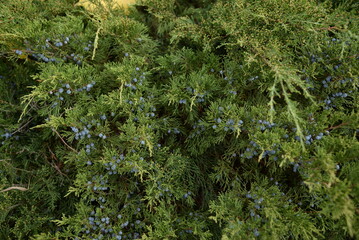 background green juniper branches texture ripe blue berries close-up gradient turquoise color fragrant spice in nature