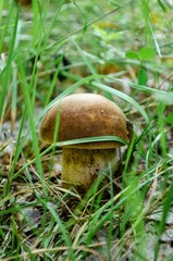 Sticker - Vertical shot of a Boletus reticulatus in a forest in Belarus