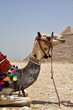Camel at Giza Pyramids, Egypt, Cairo