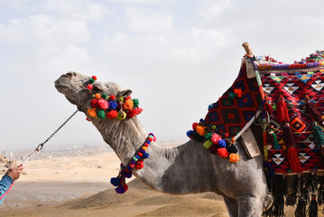 Camel at the desert