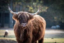 Highland Bull Staring At You!