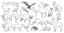 Animals And Birds Of North And South Of America Outline Icons Set Vector Illustration. Line Hand Drawn American Animals In Wildlife Collection, Wild Anteater Ostrich Monkey Bear Raccoon Alpaca Fox