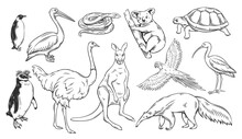 Australian Animals Outline Icons Set Vector Illustration. Line Hand Drawn Wild Animals And Birds Of Australia, Outline Collection With Koala Wallaby Ostrich Turtle Pelican Penguin Snake Anteater