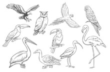 Birds Outline Icons Set Vector Illustration. Line Hand Drawn Species Collection Of Ornithology, Wild Birds Flying Or Sitting On Tree Branch, Owl Parrot Flamingo Duck Pelican Ibis Eagle Toucan