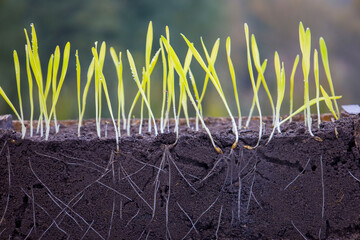 Wall Mural - Sprouted shoots of barley and wheat in soil with roots. Blurred background.