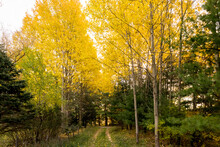 A Path Through Poplar Trees With Bright Yellow Leaves And Evergreens Underneath.