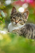 Tabby kitten in summer garden