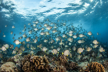 Wall Mural - Reef life of Rangiroa