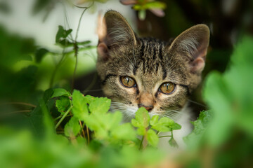 Wall Mural - Tabby kitten under a bush