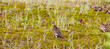 Wild ptarmigan bird in Alaskan tundra. This grouse game bird is popular to hunt.