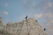 sea birds on a rock
