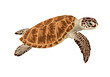 vector  green sea turtle illustration