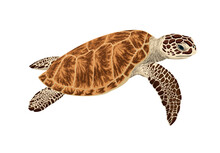Vector  Green Sea Turtle Illustration