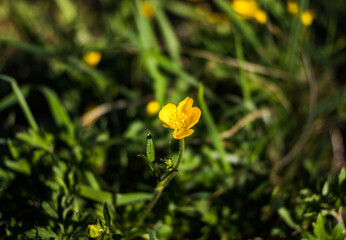 Flor silvestre