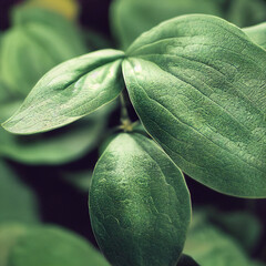 Canvas Print - close up of a plant