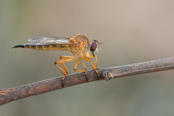 Wall Mural - A golden robber fly asilidae perching on a small branch with bokeh background 