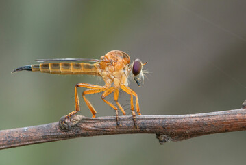 Wall Mural - A golden robber fly asilidae perching on a small branch with bokeh background 