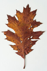 Sticker - oak autumn leaf on blank paper