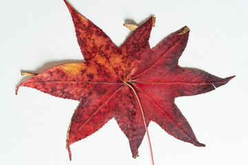 Sticker - two autumn sweet gum leaves on blank paper 