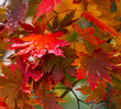 closeup of Korean maple leaves with fall color