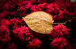 gold leaf with water drops on red mums