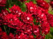 frozen water drops on red flowers