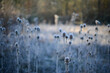 Thistle, Carduus, Echinops sphaerocephalus, beautiful spherical prickly plants covered with frost on a sunny frosty morning in blurred background