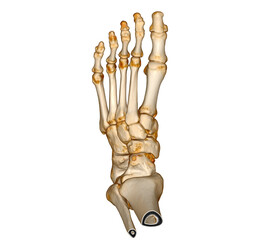 Poster - 3d rendering of the foot bones isolated on white background. clipping path.