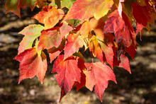 Close Up Texture Background Of Colorful Leaves On A Red Maple Tree (acer Rubrum) With Brilliant Fall Color