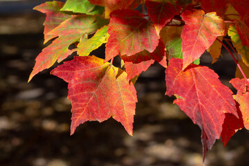 Wall Mural - close up texture background of colorful leaves on a red maple tree (acer rubrum) with brilliant fall