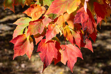 close up texture background of colorful leaves on a red maple tree (acer rubrum) with brilliant fall