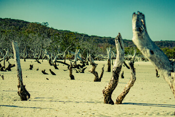 Wall Mural - dead trees at low tide 1