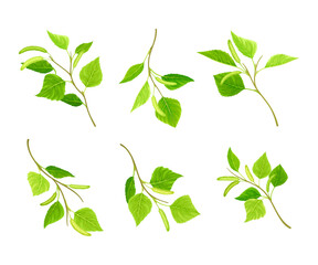 Wall Mural - Set of spring birch twigs with green leaves and catkins vector illustration