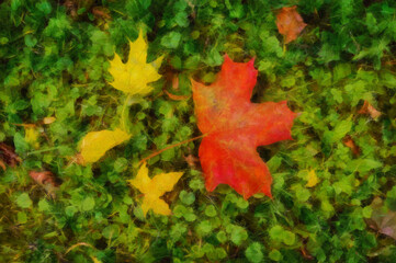 Wall Mural - Big autumn maple leaf of the grass