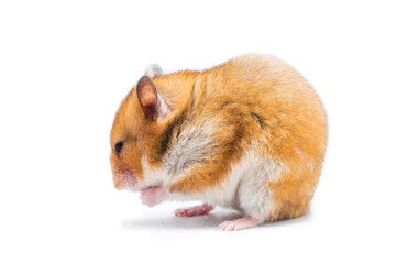 Wall Mural - Syrian hamster Mesocricetus auratus isolated on a white background
