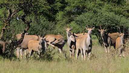 Wall Mural - an eland antelope (tragelaphus oryx) herd in natural habitat, mokala national park, south africa