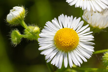 White Flower Of Annual Fleabane Or Daisy Fleabane Or Eastern Daisy Fleabane Erigeron Annuus Close Up