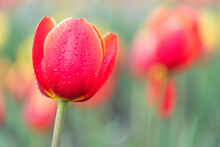 Water Drops On Tulip Petals, Blurred Background. Field Of Flowers In Spring Time