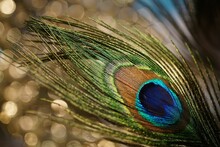 Closeup Of A Peacock Feather With Bokeh Light Background