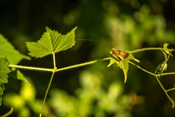 Sticker - Closeup of an insect sitting on fresh green grape leaves on a sunny day on a blurry background