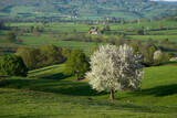 Merisier, Prunus avium, Parc naturel régional du Morvan, 71, Saône et Loire