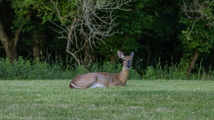 Sticker - Beautiful slim roe deer resting in the green grassland surrounded by bushes and trees