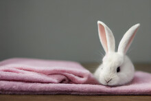 Cute Little White Bunny Sitting On A Pink Blanket