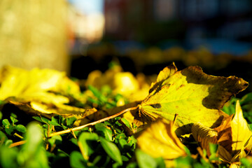 Close up of autumn leaves with bright colors in the fall in the city of Groningen