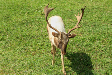 Wall Mural - Beautiful deer stag on green grass in safari park