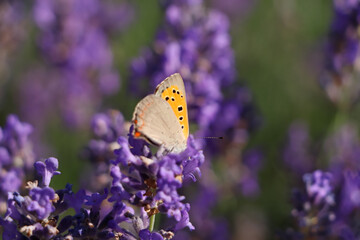 Canvas Print - Beautiful butterfly in lavender field on sunny day, closeup