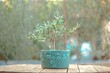 Beautiful potted little olive tree on a wooden table isolated on a blurred background