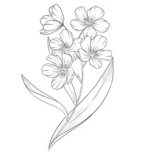 Oleander Outline Botanical Illustration